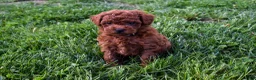 Miniature Poodle dogs for sale: Dustin 💕🐶 - Ad 6