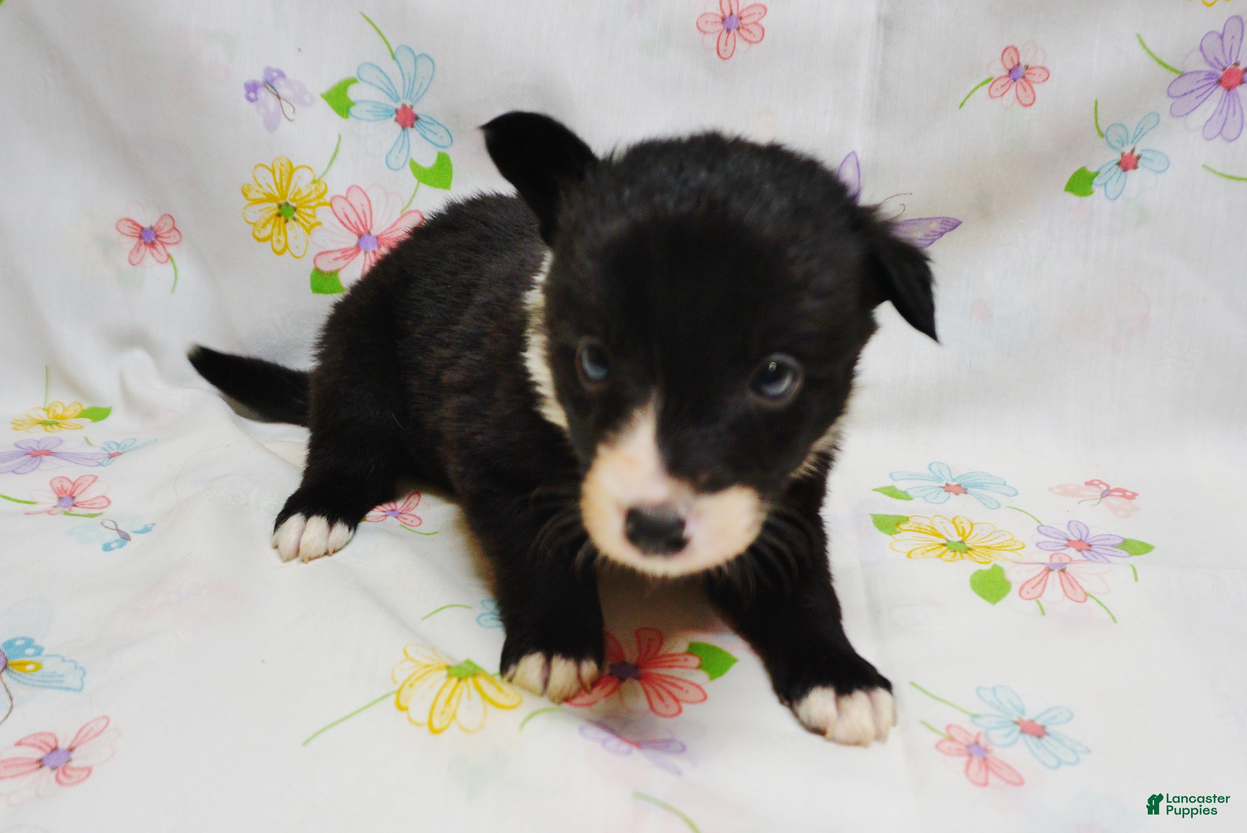 Border Collie dogs RYAN - Ad 34