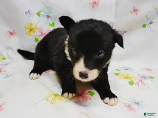 Border Collie dogs RYAN - Ad 38