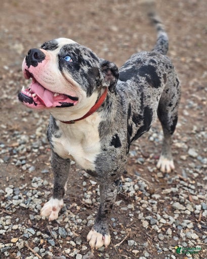 Gallery Image {{count}}