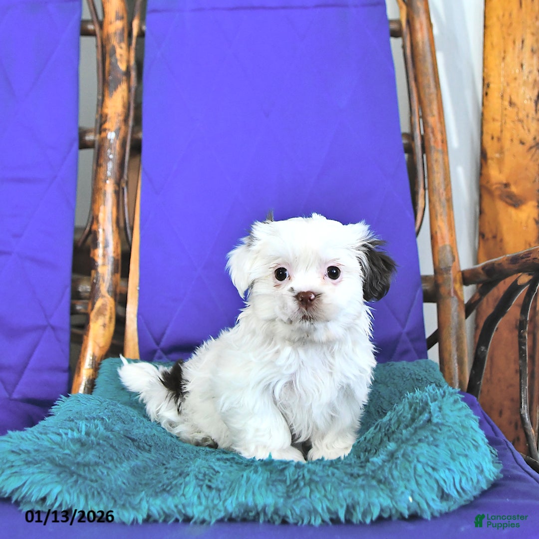 Shih Tzu dogs for sale: Fern - Ad 2
