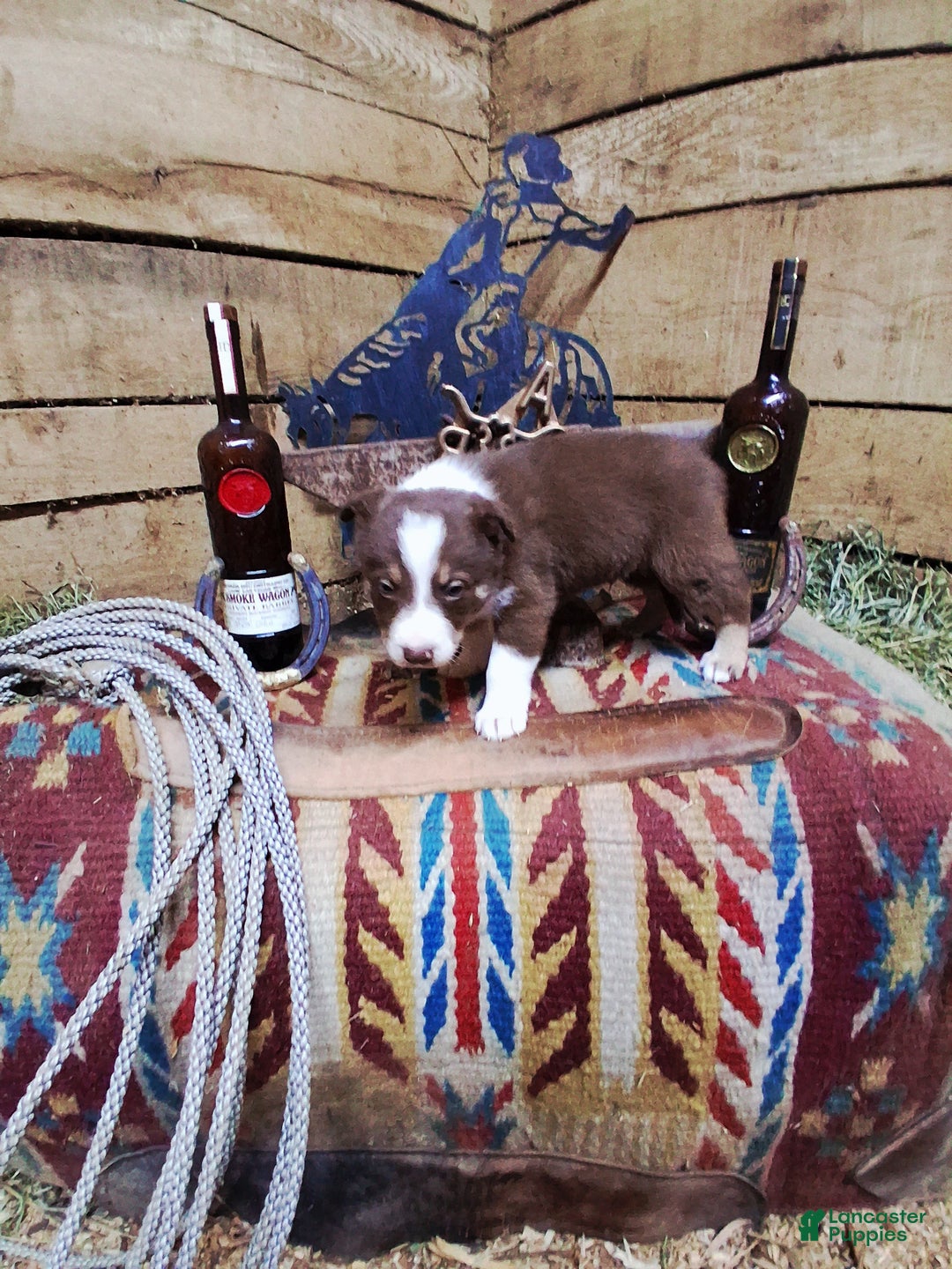 Border Collie dogs for sale: Border Collie Puppy 3 - Ad 2