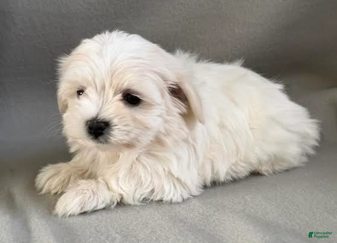 Maltese dogs for sale: Lilly - Ad 4