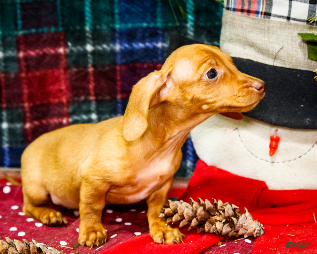 Miniature Dachshund dogs for sale: Ronnie - Ad 4