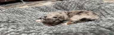 Australian Shepherd 2