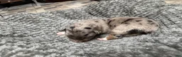 Australian Shepherd dogs for sale: Australian Shepherd 2 - Ad 1