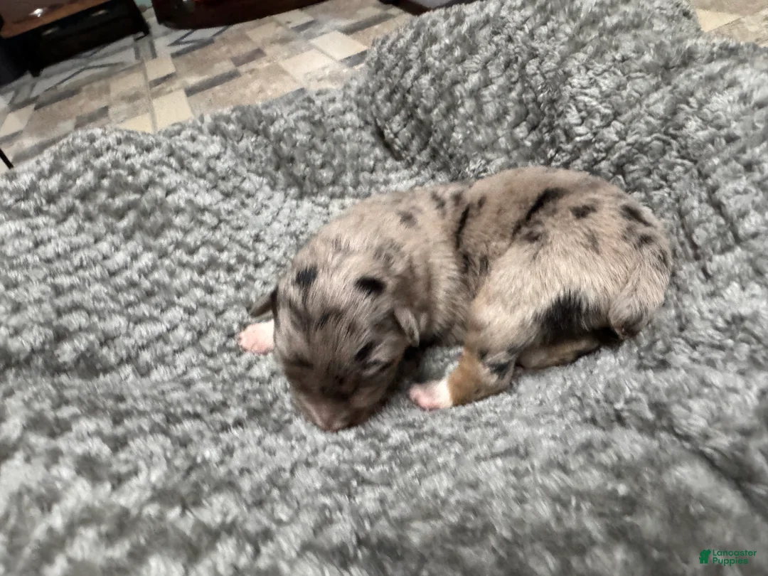 Australian Shepherd dogs for sale: Australian Shepherd 2 - Ad 1