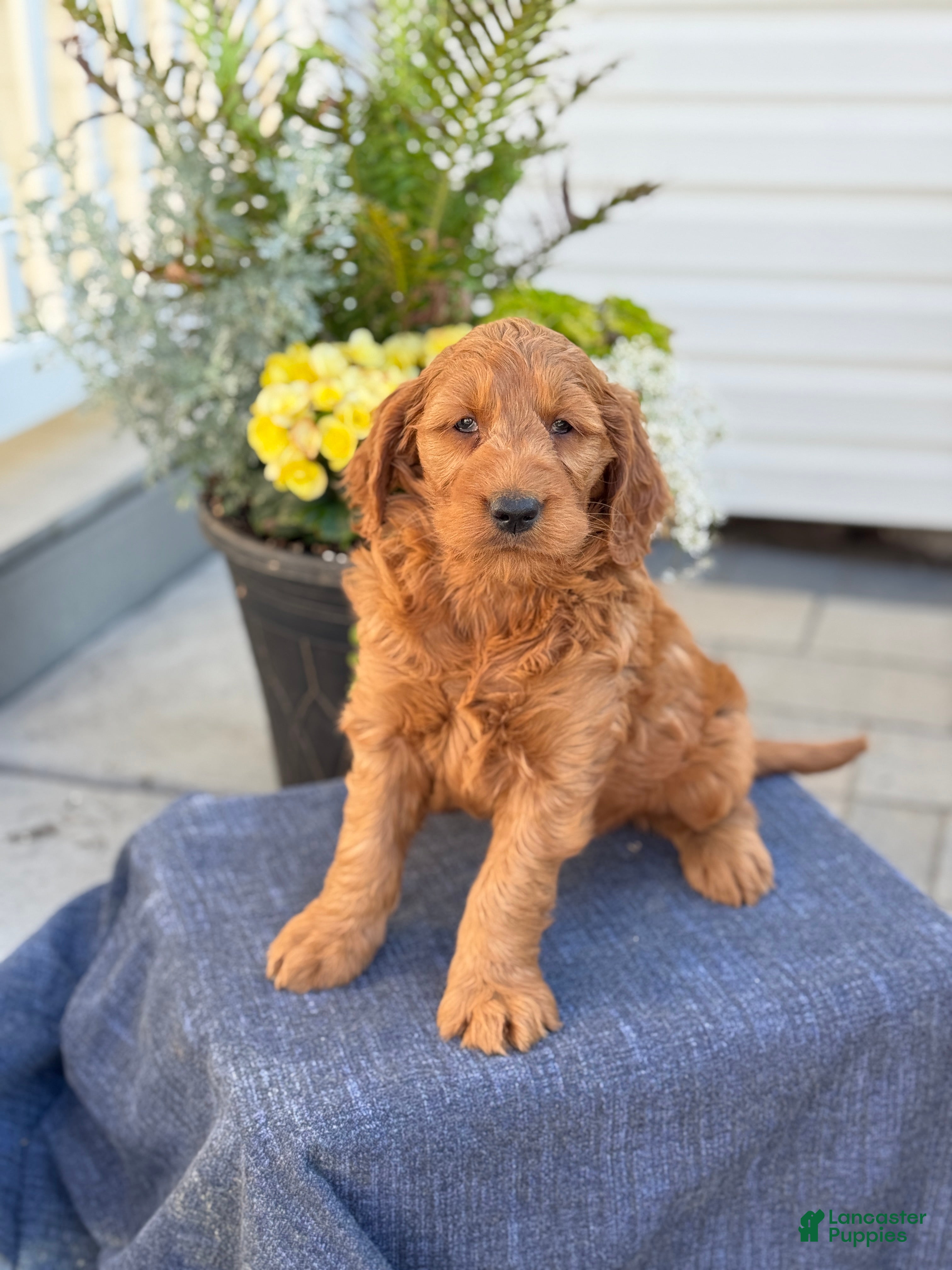Goldendoodle dogs Tasha - Ad 1