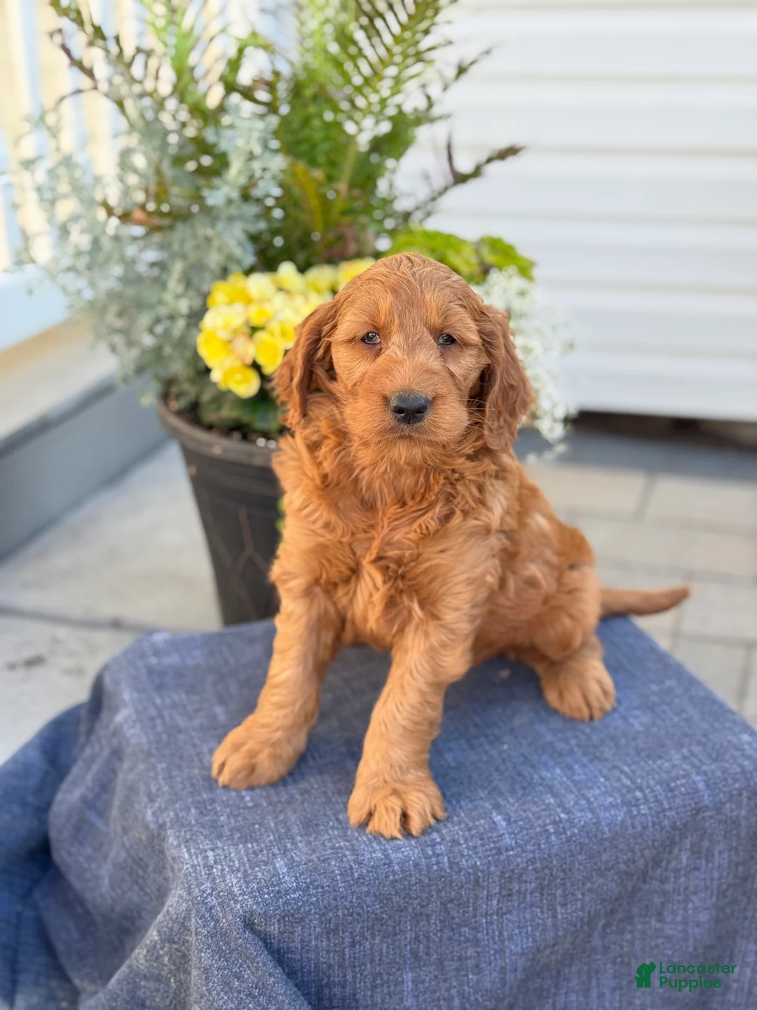 Goldendoodle dogs for sale: Tasha - Ad 1