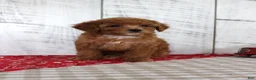 Toy Poodle dogs for sale: Bridget - Ad 3