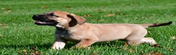 English Mastiff dogs for sale: Axe - Ad 13
