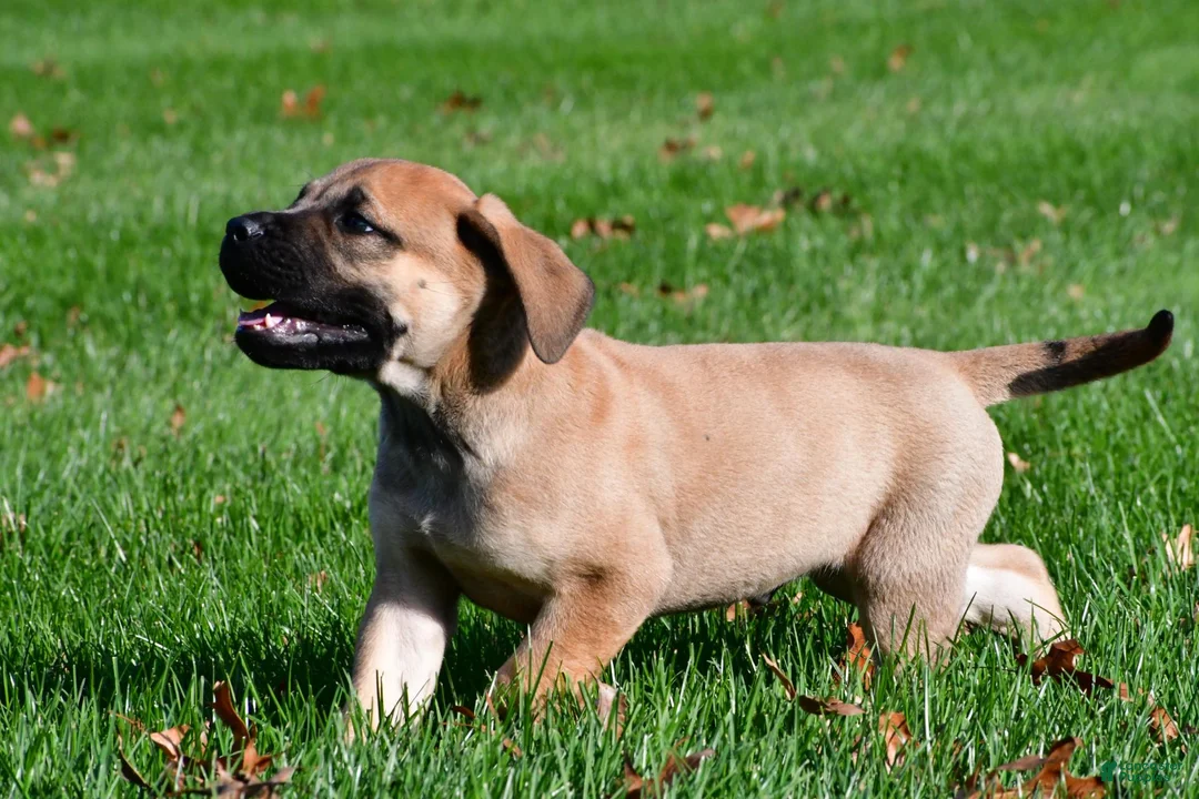 English Mastiff dogs for sale: Axe - Ad 13