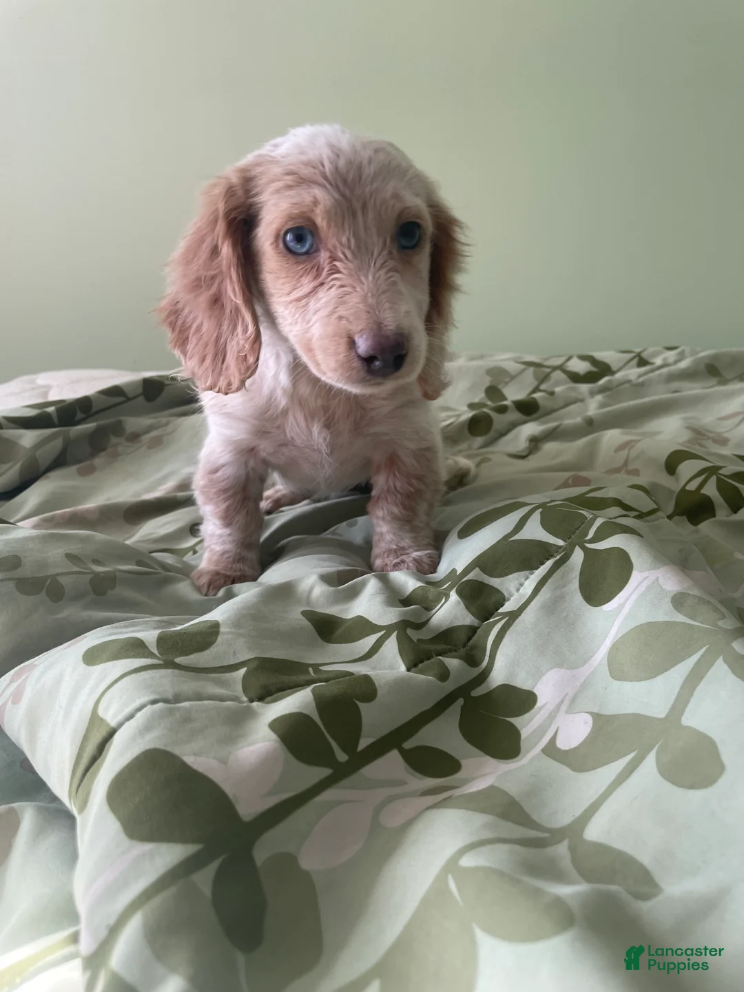 Miniature Dachshund dogs for sale: Chelsea  - Ad 2