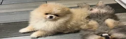 Pomeranian dogs for sale: Pomeranian Puppy 2 - Ad 3