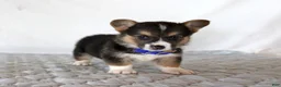 Welsh Corgi Pembroke dogs for sale: Hunter - Ad 2