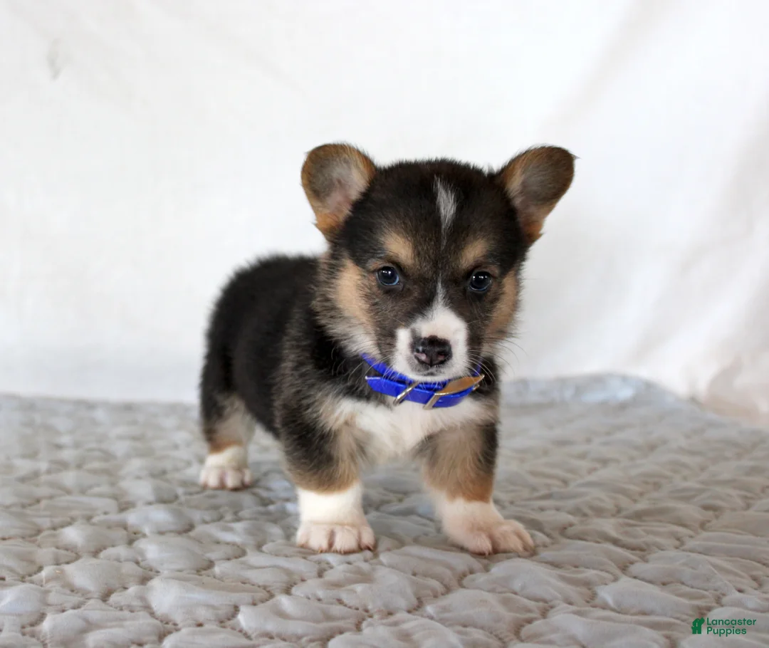 Welsh Corgi Pembroke dogs for sale: Hunter - Ad 2