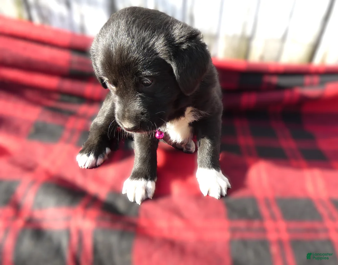 Great Pyrenees dogs for sale: Great Pyrenees Puppy 1 Rayland - Ad 2