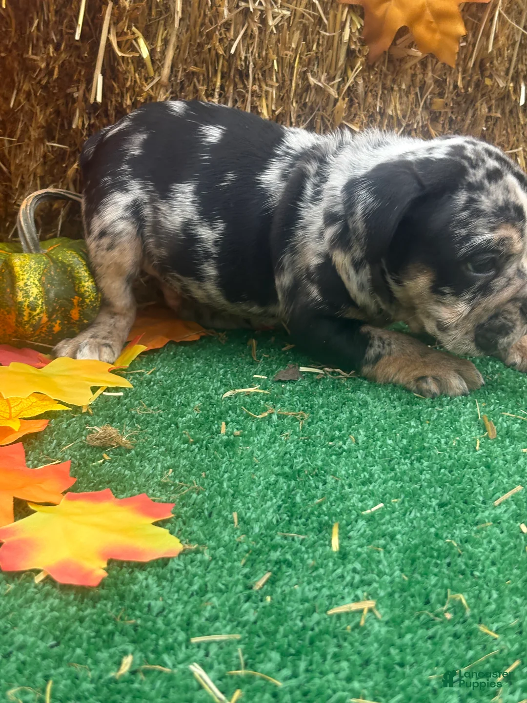 English Bulldog dogs for sale: Snoopy  - Ad 7