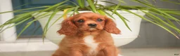 Cavalier King Charles Spaniel dogs for sale: Grady Cavalier King Charles Spaniel  - Ad 7