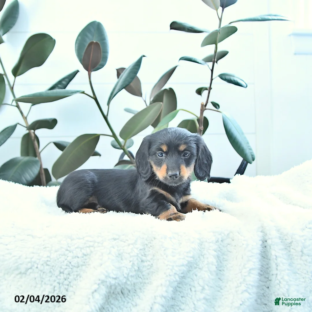 Miniature Dachshund dogs for sale: Clover - Ad 3