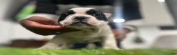 American Bully dogs for sale: Scooter - Ad 2