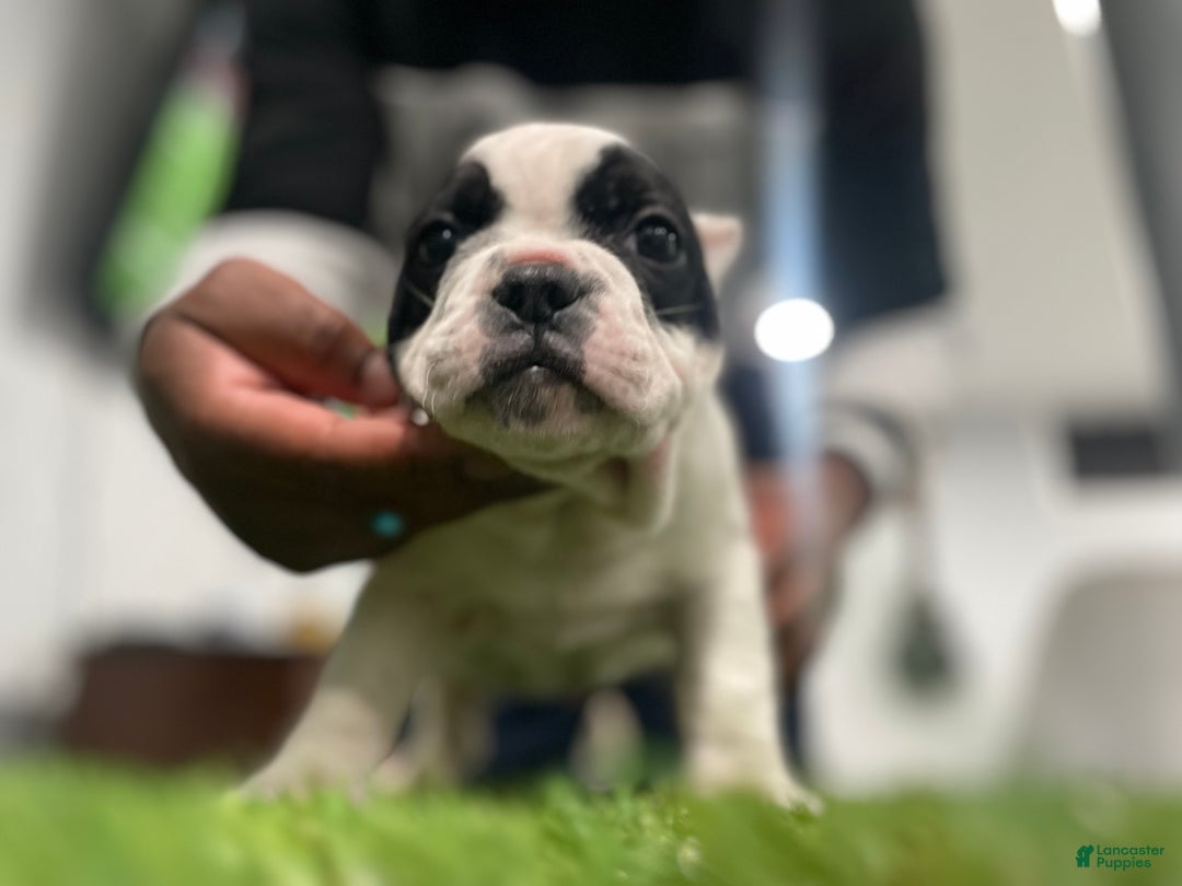 American Bully dogs for sale: Scooter - Ad 2