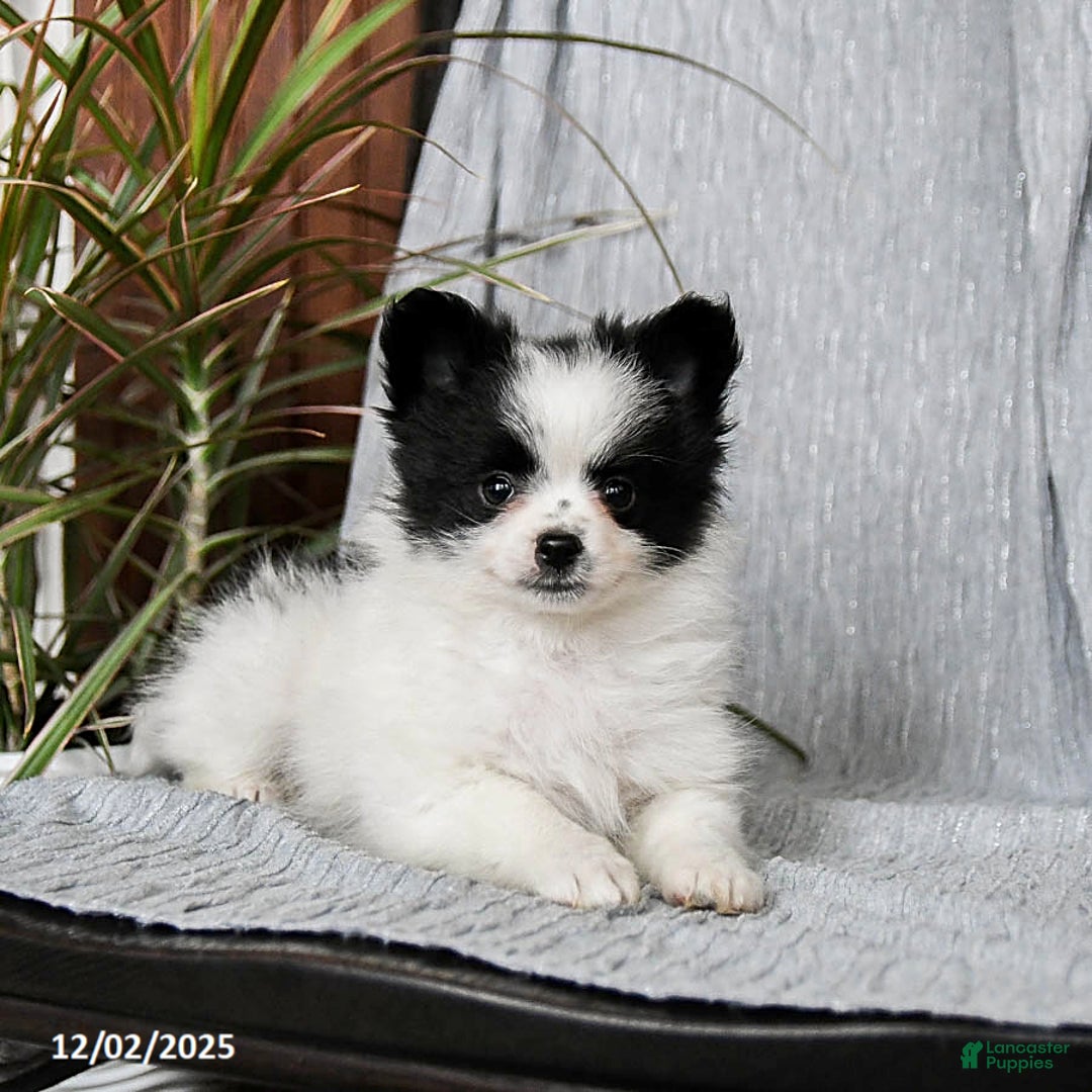 Pomeranian dogs for sale: Muffin - Ad 3