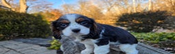 Cavalier King Charles Spaniel dogs for sale: Vance - Ad 9