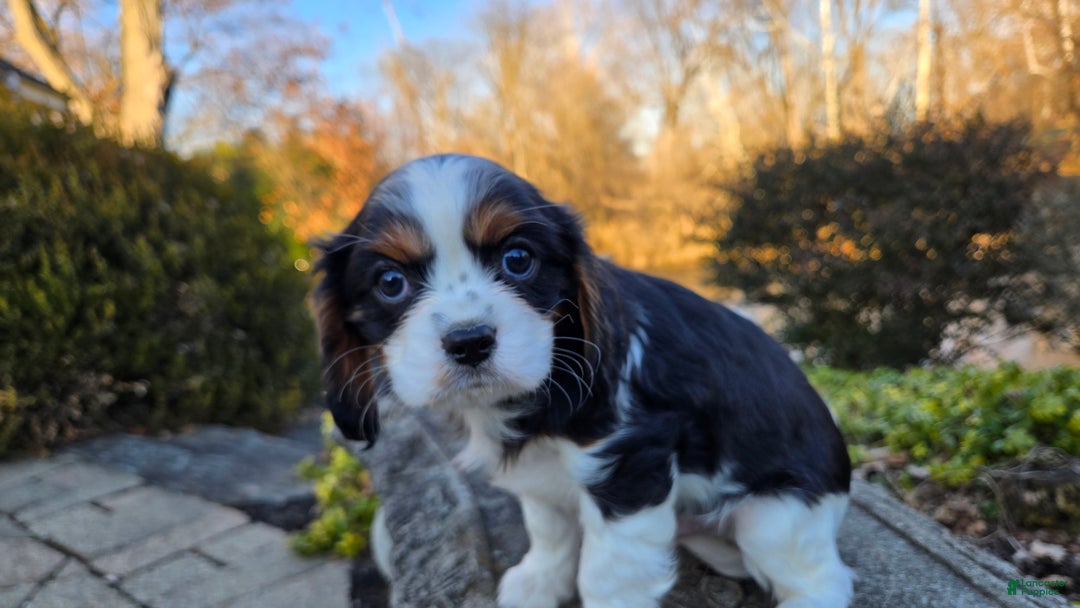 Cavalier King Charles Spaniel dogs for sale: Vance - Ad 9
