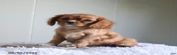 Cavalier King Charles Spaniel dogs for sale: Hadassah Special Needs - Ad 3