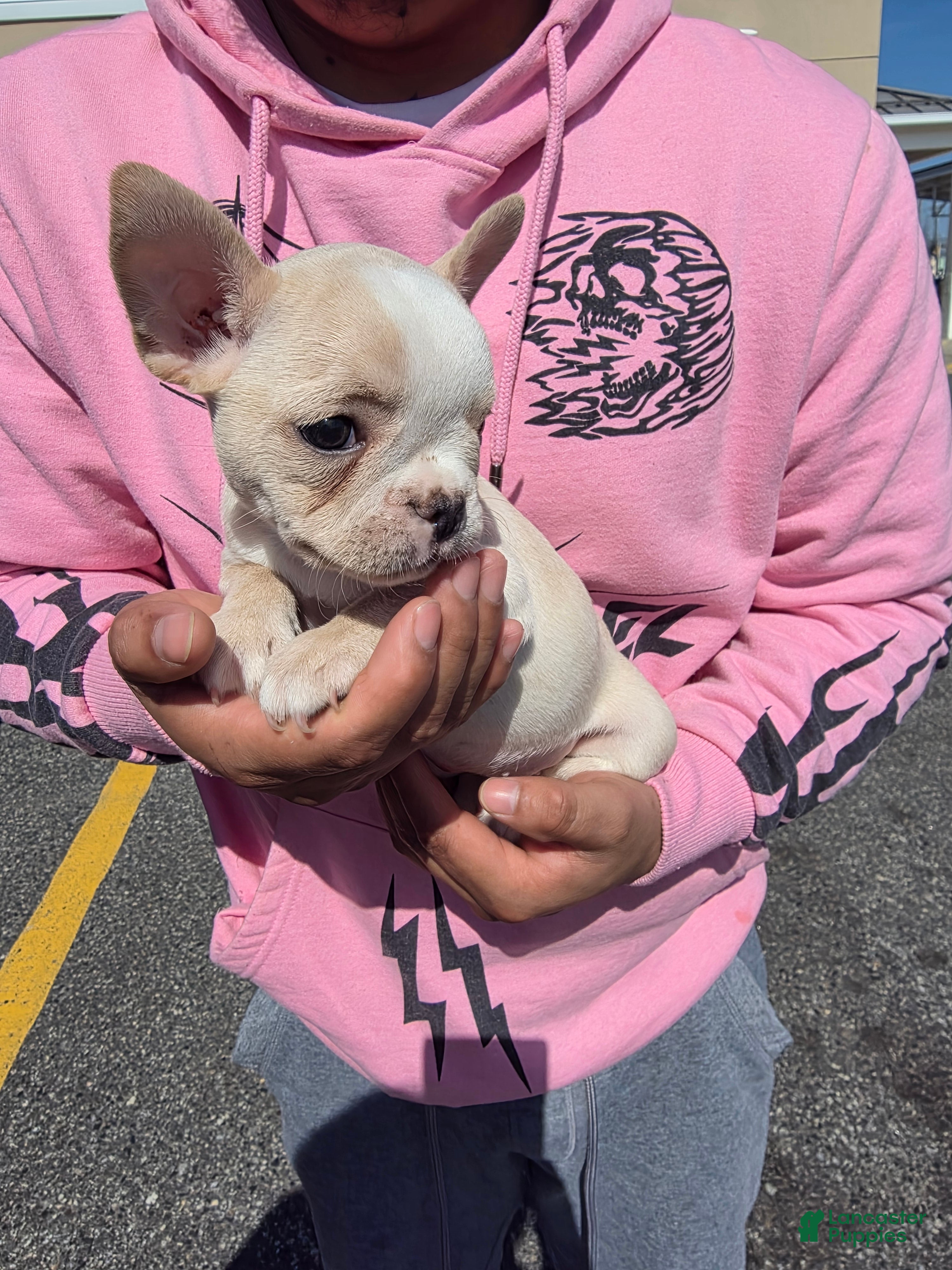 French Bulldog dogs French Bulldog Puppy 2 - Ad 1