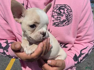 French Bulldog dogs for sale: French Bulldog girl sofia - Ad 2