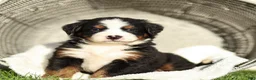 Bernese Mountain Dog dogs for sale: Jonah Bernese Mountain Dog  - Ad 4
