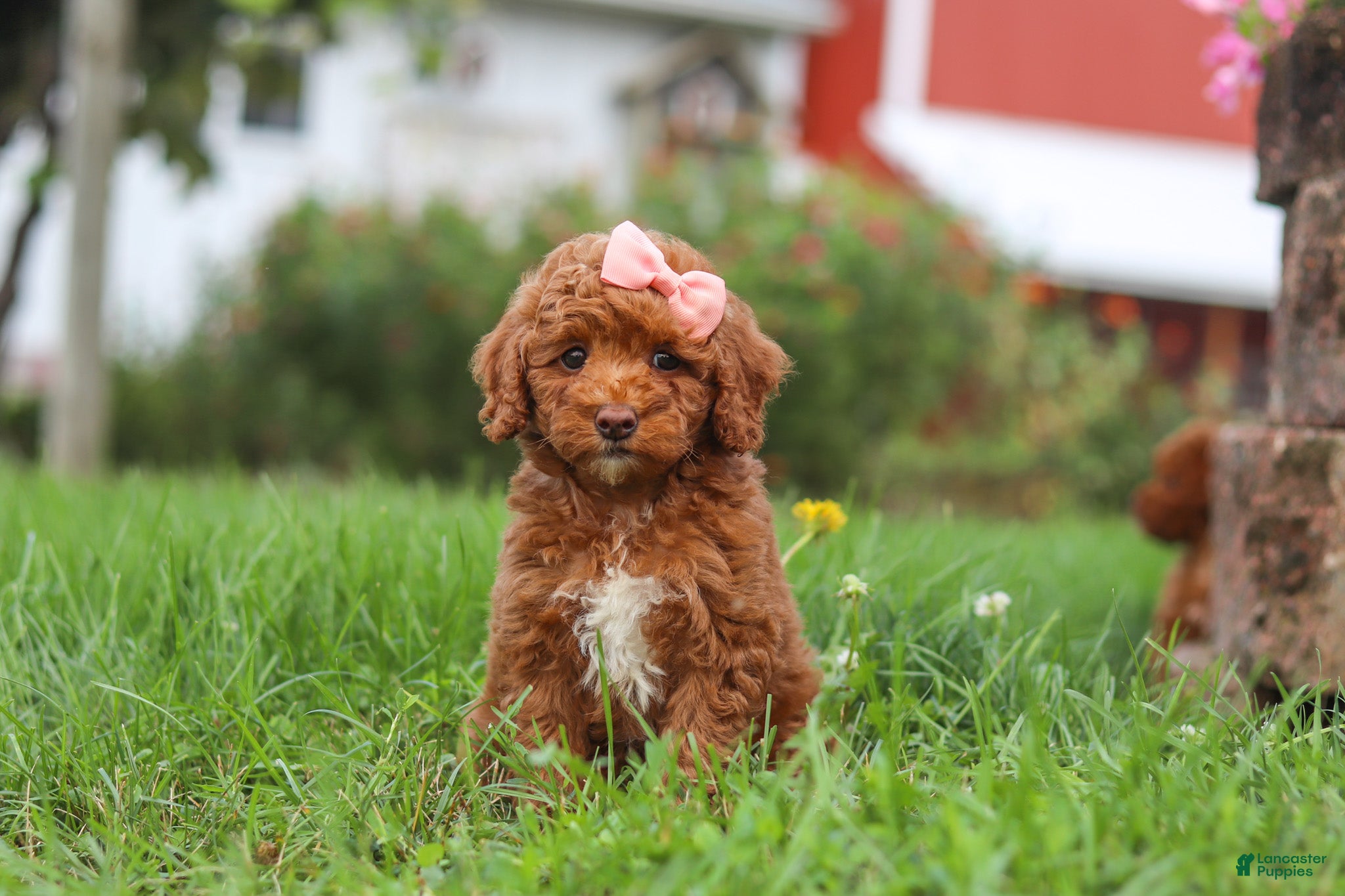 Miniature Poodle dogs Sunny - Ad 1