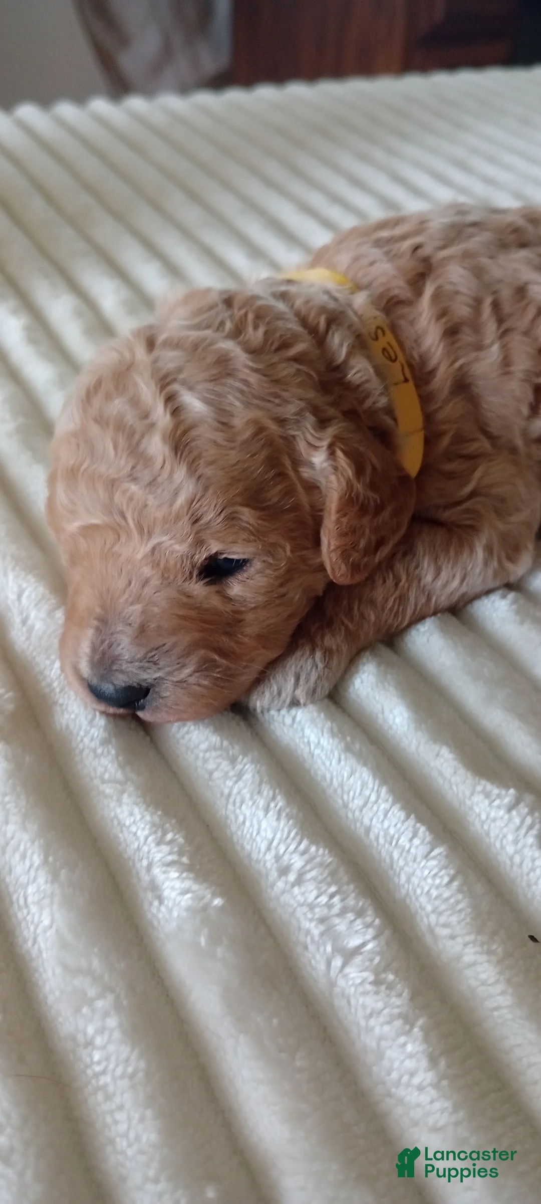 Mini Goldendoodle dogs for sale: Mr. Lester - Ad 2