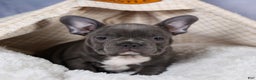 Frenchton dogs for sale: NOAH - Ad 19