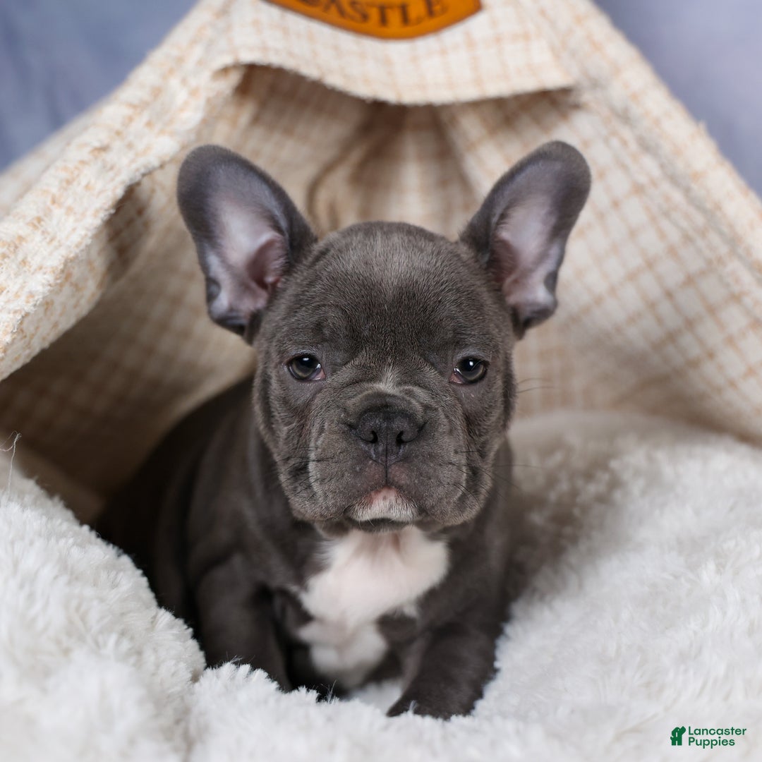 Frenchton dogs for sale: NOAH - Ad 19