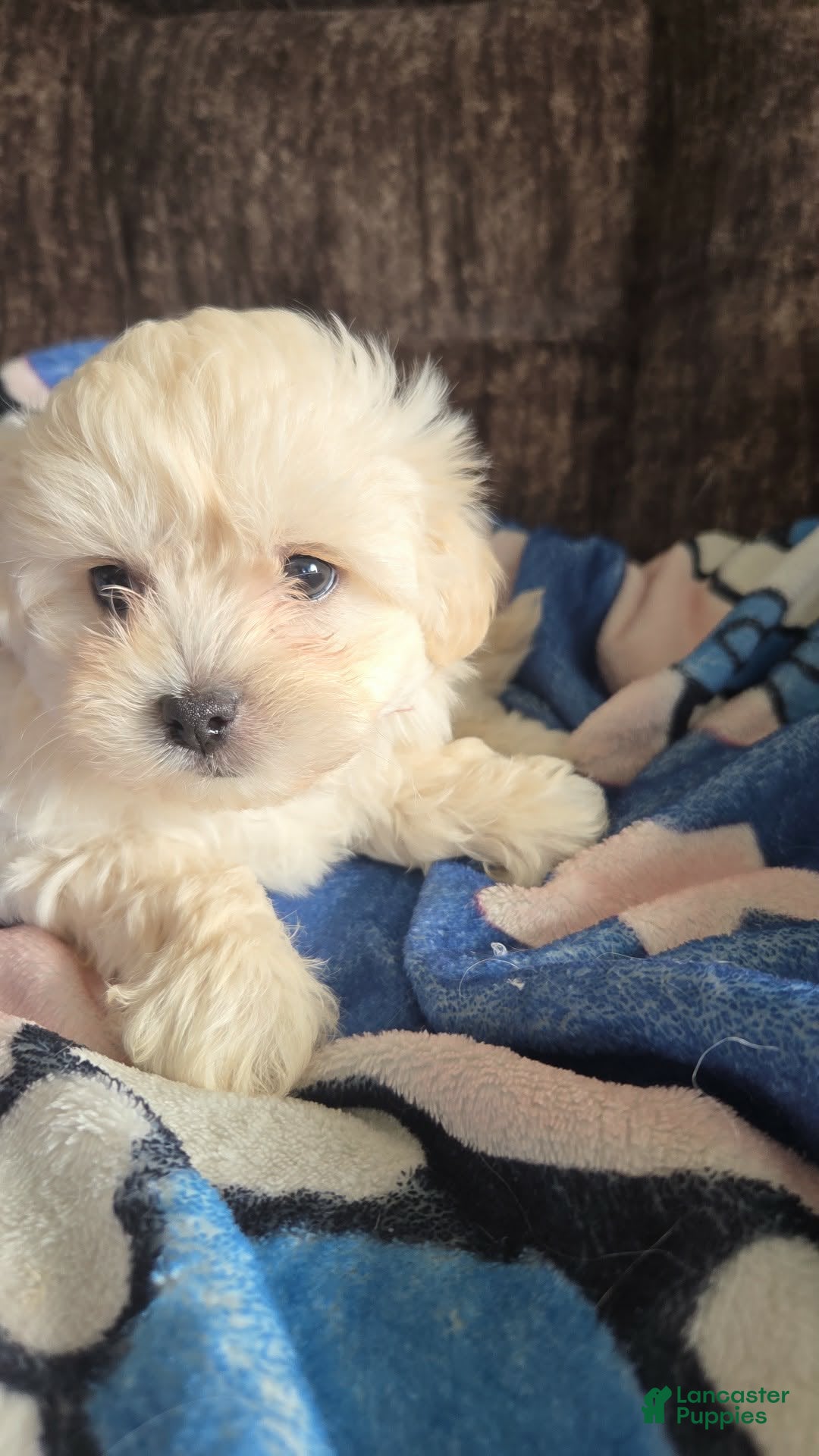 Shihpoo dogs Cassie - Ad 14