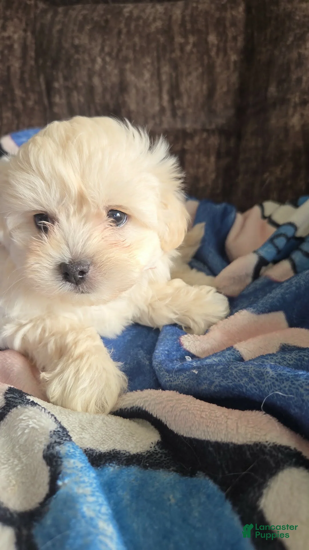 Shihpoo dogs for sale: Cassie - Ad 1