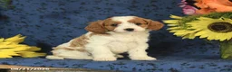 Cavapoo dogs for sale: Clover - Ad 7