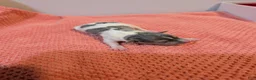 Rat Terrier dogs for sale: Freddy - Mini Rat - Ad 2