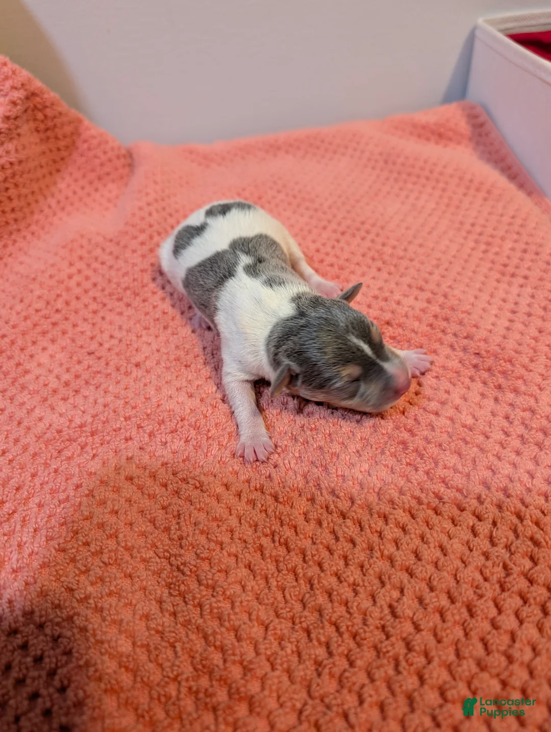 Rat Terrier dogs for sale: Freddy - Mini Rat - Ad 2
