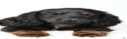 Miniature Dachshund dogs for sale: Fiona - Ad 6