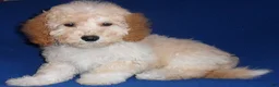 Shihpoo dogs for sale: Shihpoo Puppy 1 - Ad 7