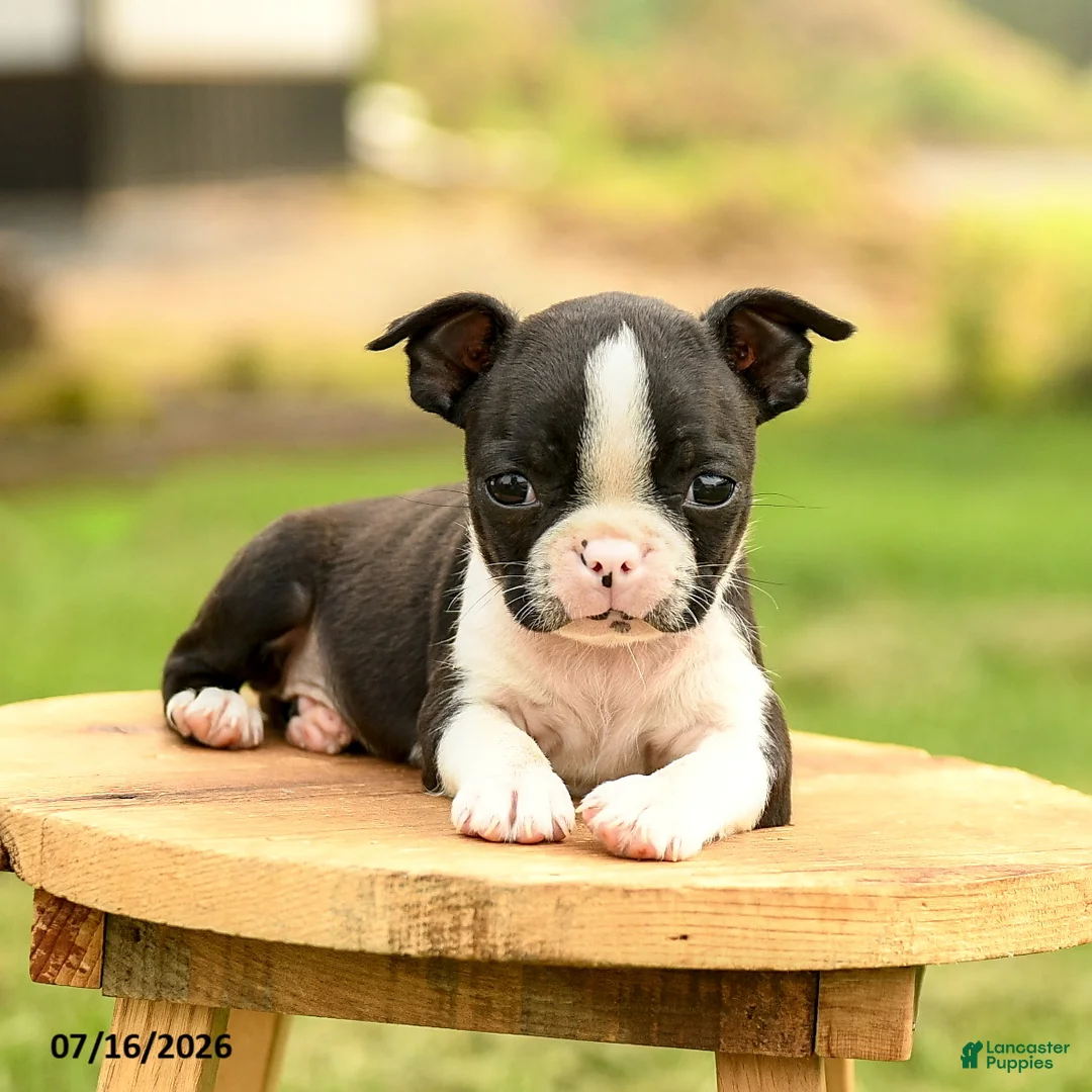 Boston Terrier dogs for sale: Bridget - Ad 2