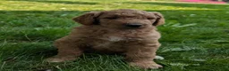 Goldendoodle dogs for sale: Annie  - Ad 9