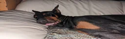 Mixed Breed dogs for sale: Mixed Breed 4 - Ad 2