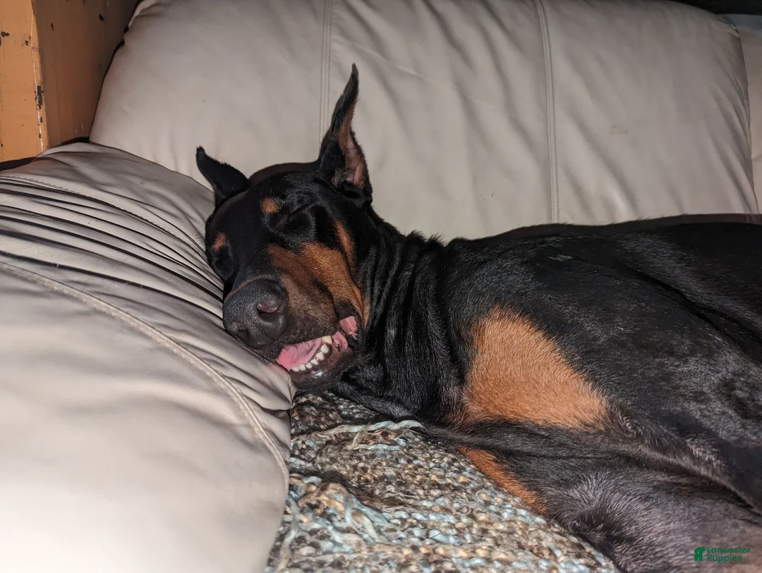Mixed Breed dogs for sale: Mixed Breed 4 - Ad 2