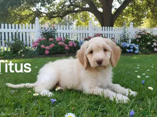 Goldendoodle dogs Titus - Ad 17