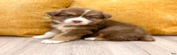 Australian Shepherd dogs for sale: Lady - Ad 3